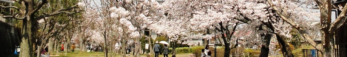 あすか野の桜